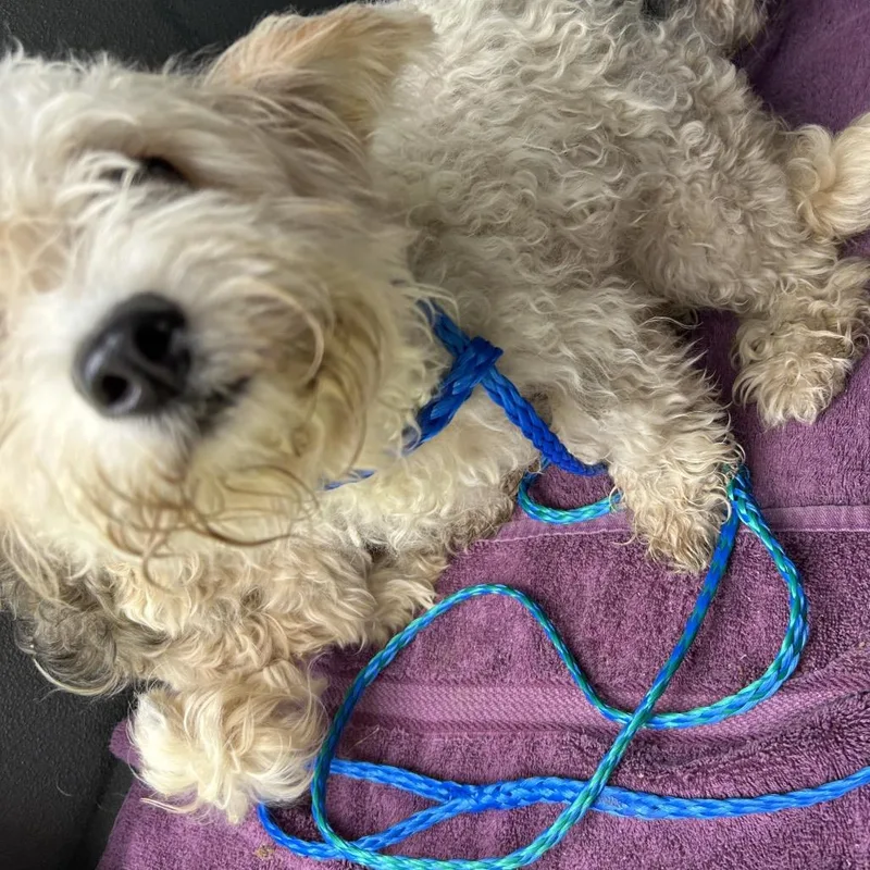 An adult small-sized female White / Cream Mixed Breed dog named Salt for adoption in Greensboro, NC