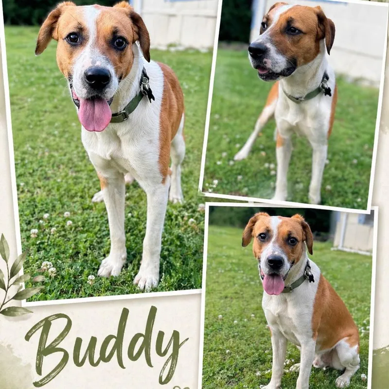 A young medium-sized male Yellow / Tan / Blond / Fawn Hound dog named Buddy for adoption in Hackett, AR
