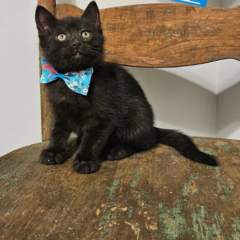 A baby small-sized male Black Domestic Short Hair cat named Daffy for adoption in New Albany, OH