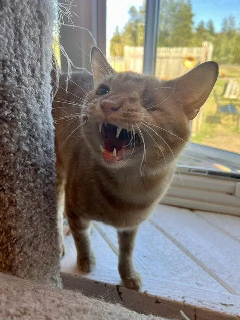 A young medium-sized male Orange / Red Domestic Short Hair cat named Mike Tyson for adoption in Webster, WI