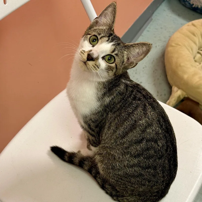 A baby medium-sized female Tabby (Brown / Chocolate) Domestic Short Hair cat named Teeny for adoption in Hartville, OH