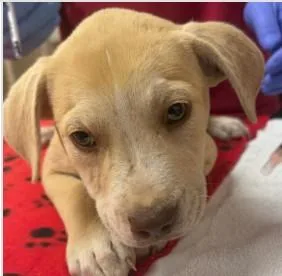 A baby medium-sized female Mixed Breed dog named Krystal for adoption in West Chester, PA