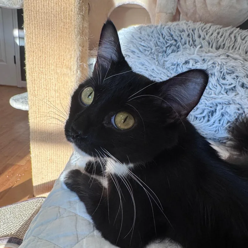 A young medium-sized female Black Domestic Medium Hair cat named Mao Mao for adoption in Franklin, TN