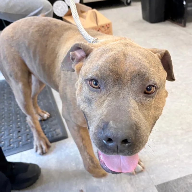An adult medium-sized male Yellow / Tan / Blond / Fawn Mixed Breed dog named Lucas for adoption in Philadelphia, PA