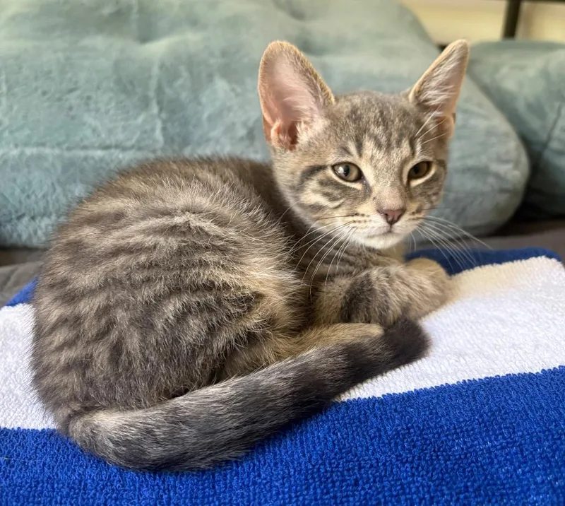 A baby small-sized male Domestic Short Hair cat named Tyson for adoption in Newaygo, MI