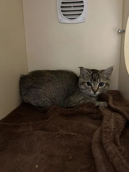 A young medium-sized female Tabby (Brown / Chocolate) American Bobtail cat named Bobbie for adoption in Hamilton, MT