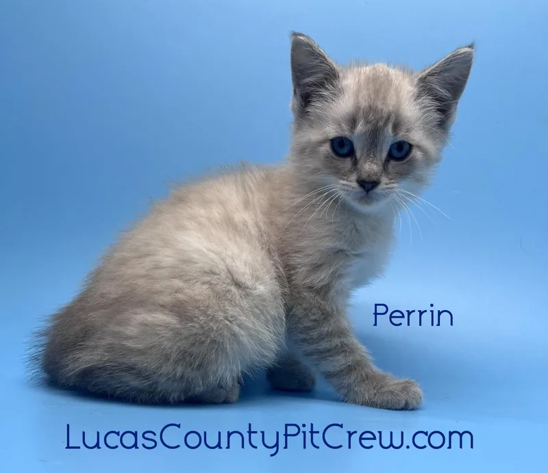 A baby medium-sized male Siamese cat named Perrin for adoption in Toledo, OH