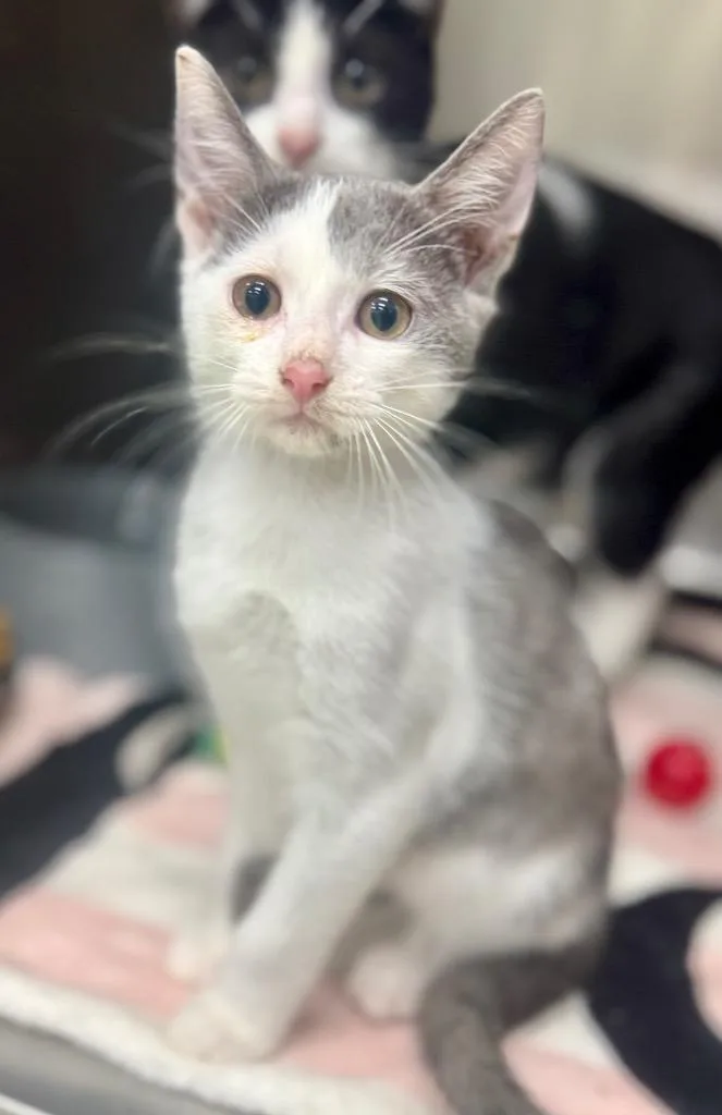 A baby medium-sized male Domestic Short Hair cat named Danny for adoption in Danielsville, GA