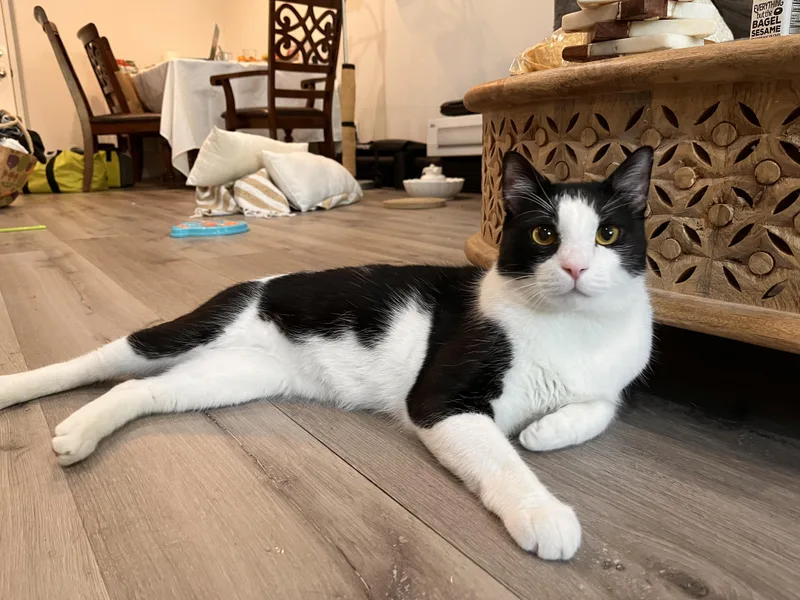 Kung Fu Panda — thumbnail 3