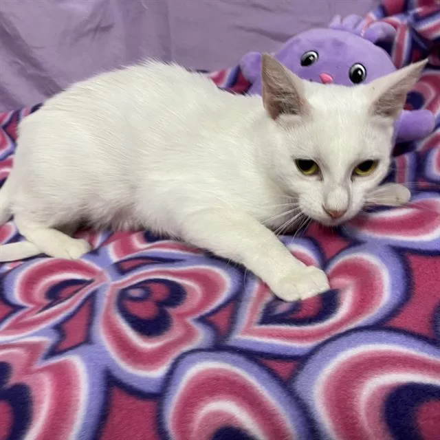 A young medium-sized female Domestic Short Hair cat named Blanche for adoption in Modesto, CA