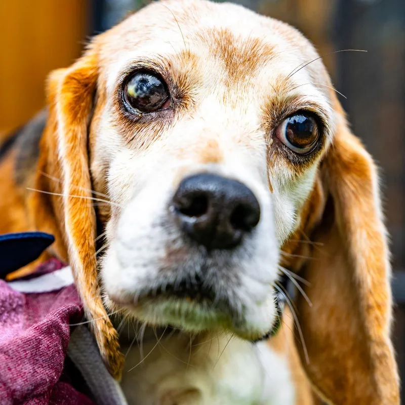 A senior small-sized female Brown / Chocolate Beagle dog named Fay for adoption in Naperville, IL