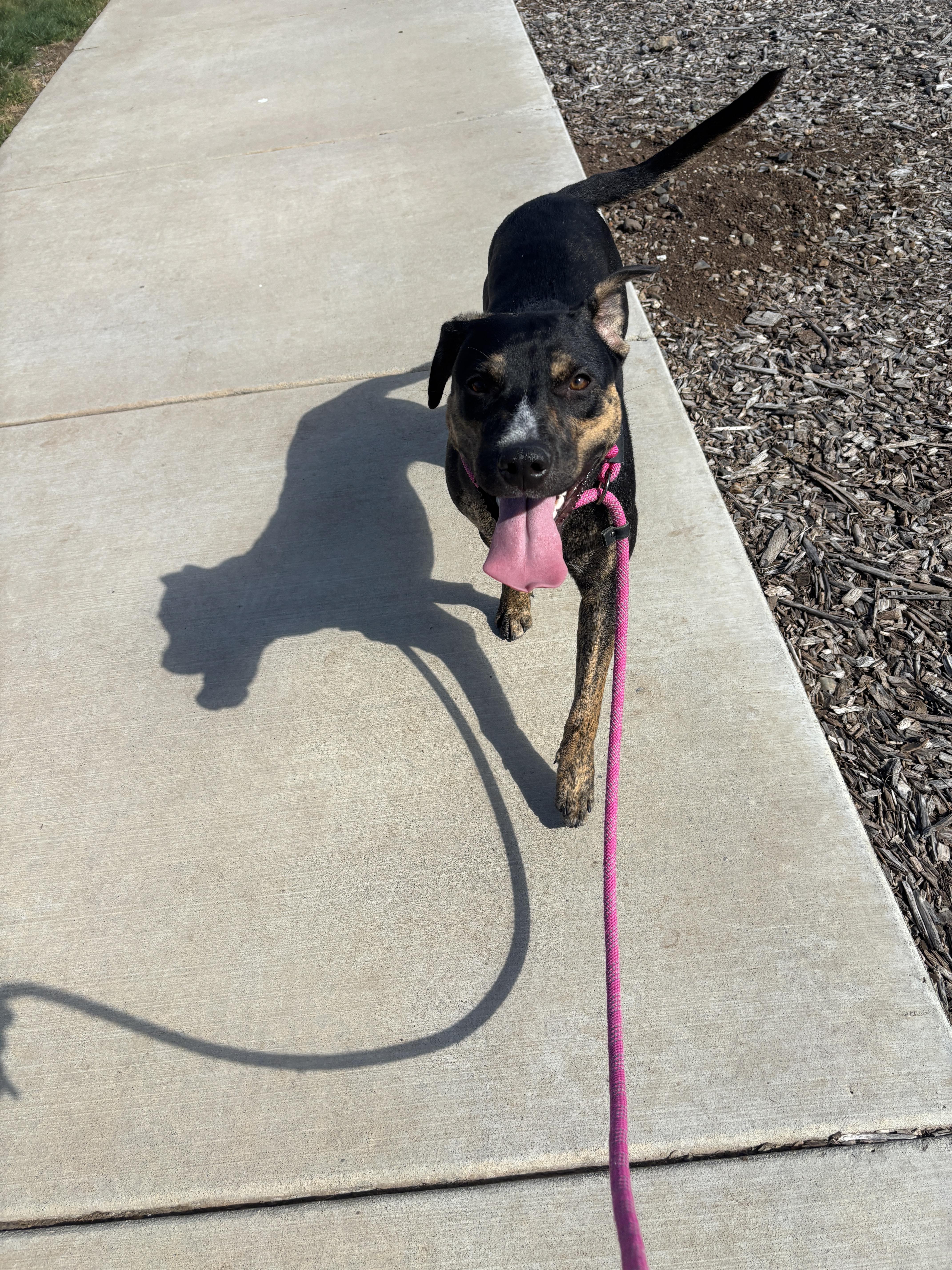 A young large-sized female Plott Hound dog named Pixel for adoption in Chico, CA