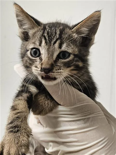 A baby small-sized male Domestic Short Hair cat named Bandit for adoption in Bakersfield, CA