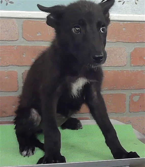 A baby small-sized female German Shepherd Dog dog named Sierra for adoption in Houston, TX