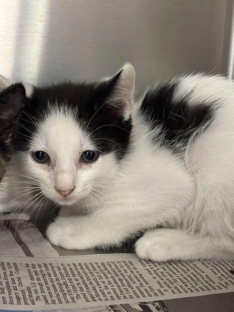 A baby medium-sized male Black & White / Tuxedo Domestic Short Hair cat named Baby Seth for adoption in Washington, DC