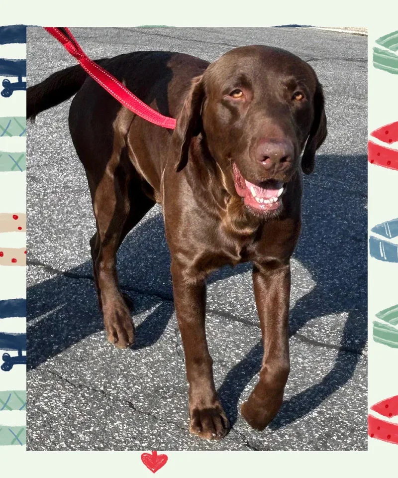 A baby large-sized male Brown / Chocolate Chocolate Labrador Retriever dog named Choco for adoption in Santa Ana, CA