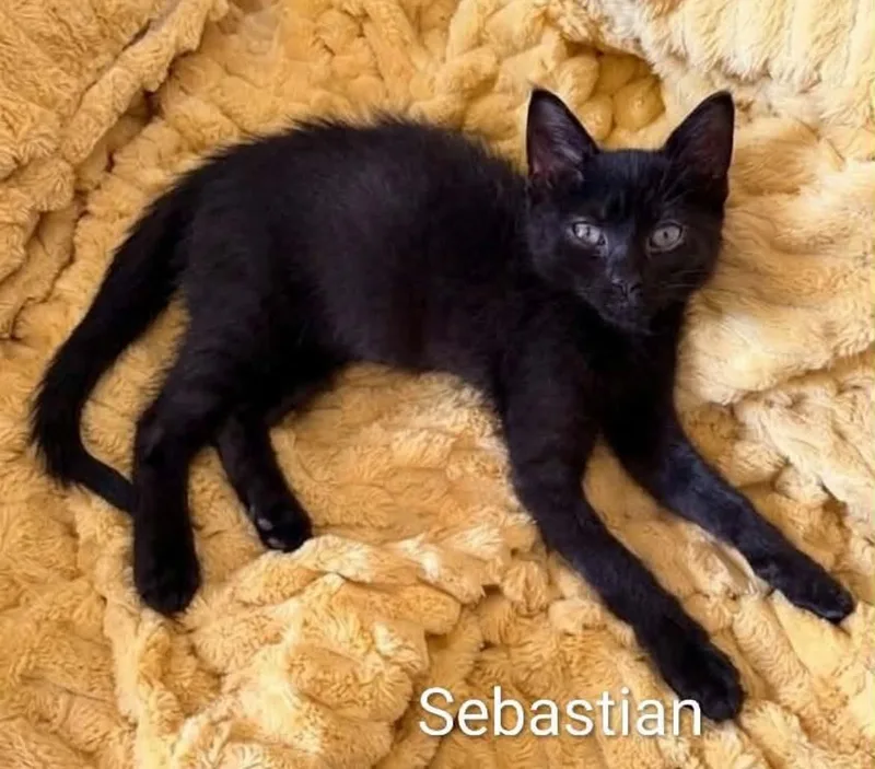 Sebastian