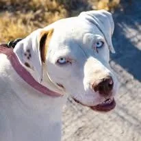 Nala