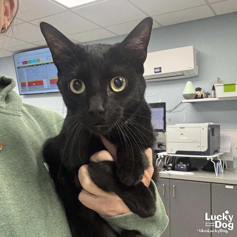 An adult medium-sized male Black Domestic Short Hair cat named Gregory for adoption in Washington, DC