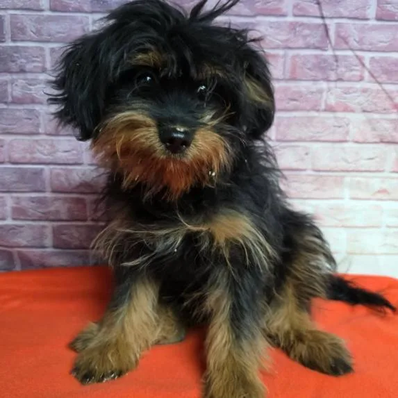 A baby small-sized male Black Maltese dog named Baron for adoption in Fort Collins, CO