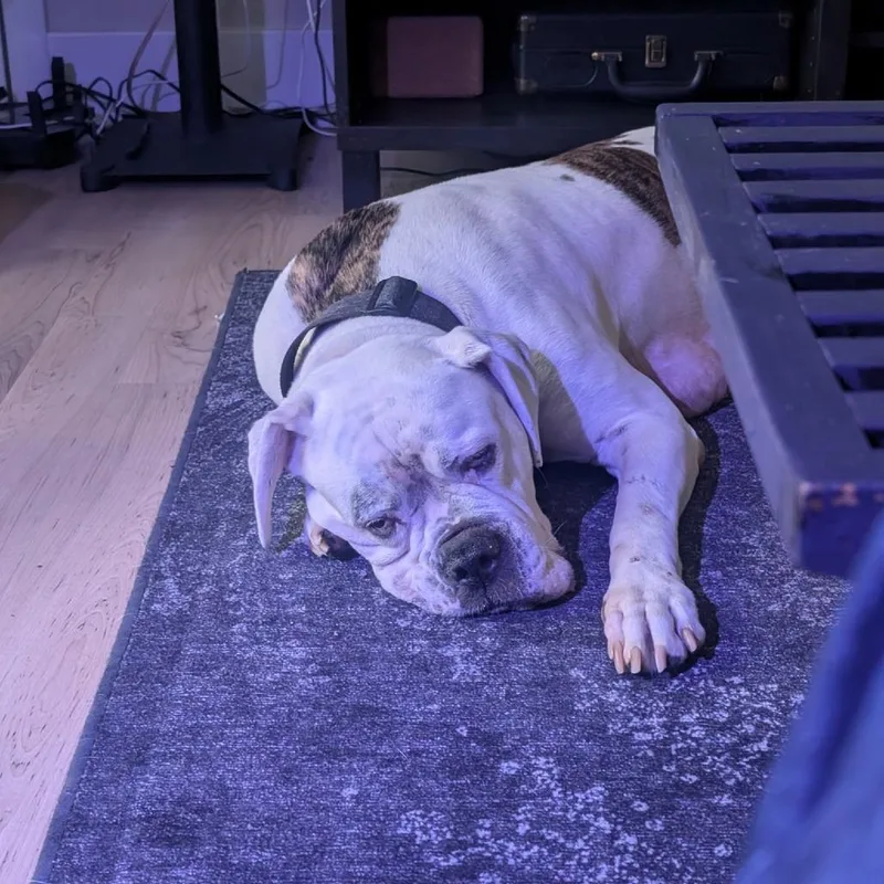 A senior large-sized female White / Cream American Bulldog dog named China for adoption in Parkton, MD