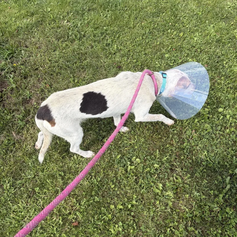 An adult medium-sized male White / Cream Mixed Breed dog named Reggie for adoption in Seneca, PA