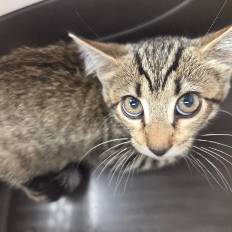 A baby small-sized male Gray / Blue / Silver Domestic Short Hair cat named Ronald for adoption in Chattanooga, TN