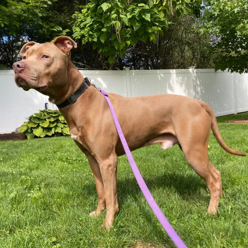 An adult large-sized male Pit Bull Terrier dog named Goomba for adoption in Fall River, MA