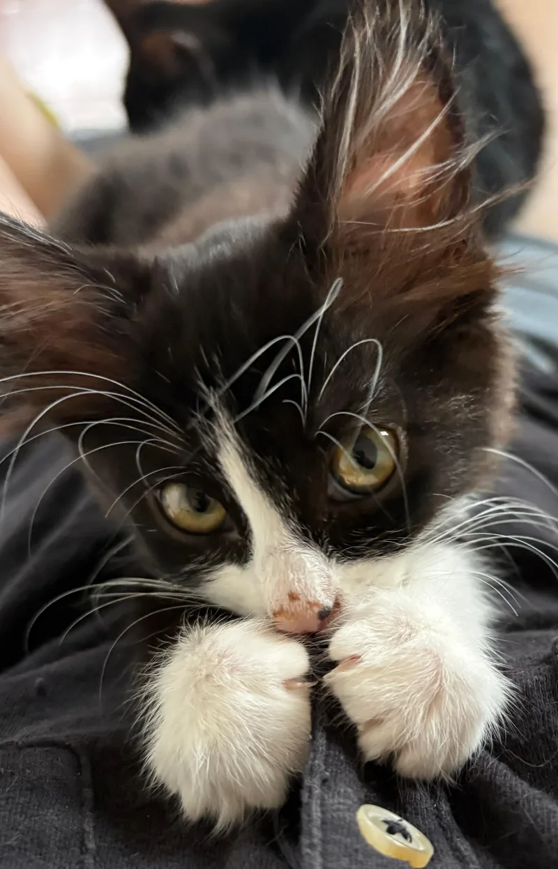 A baby small-sized female Domestic Medium Hair cat named Mercedes for adoption in Albuquerque, NM