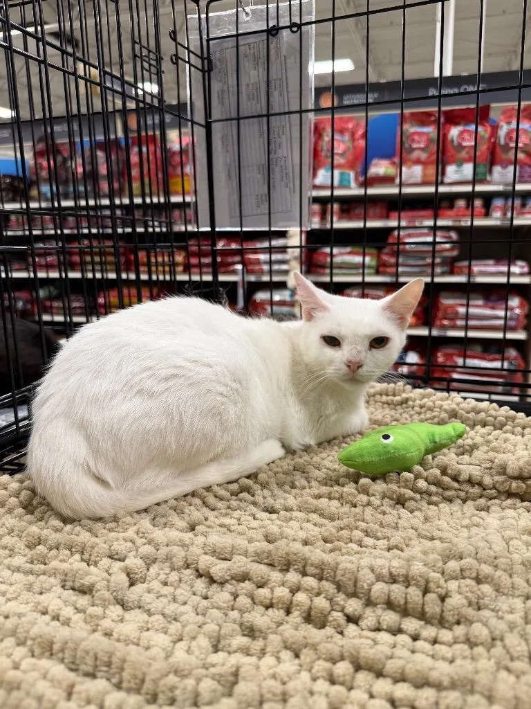 A young large-sized female Domestic Short Hair cat named Rizzo for adoption in warrenville, SC