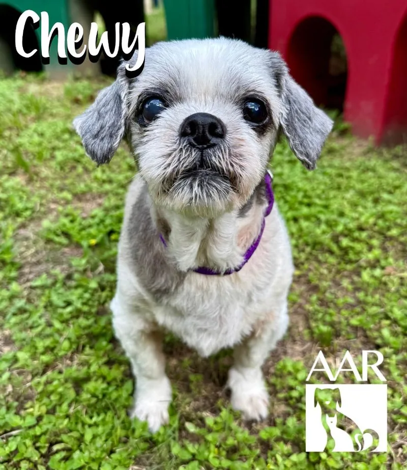 Chewy thumbnail 3