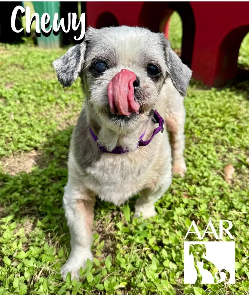 Chewy thumbnail 4