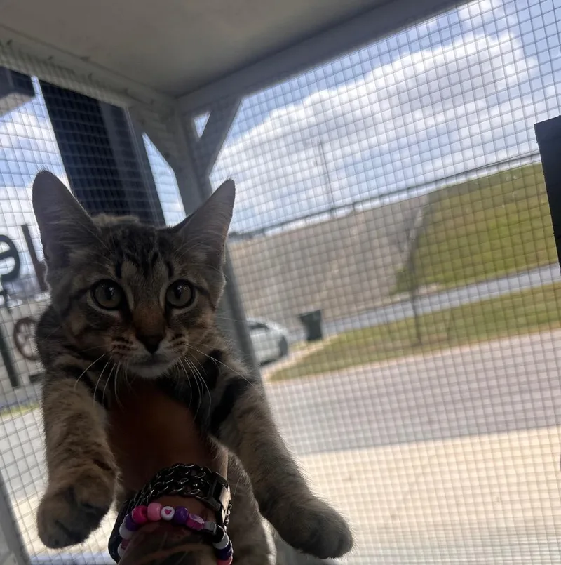 A baby medium-sized female Domestic Short Hair cat named Rowena for adoption in Belton, TX