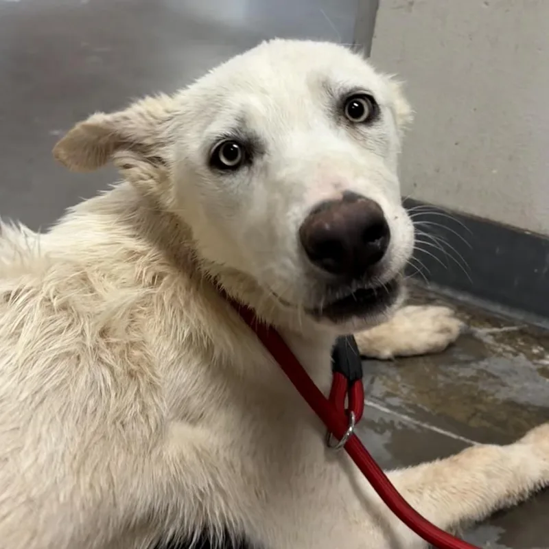 An adult medium-sized male White / Cream Husky dog named Glenn for adoption in Yuma, AZ