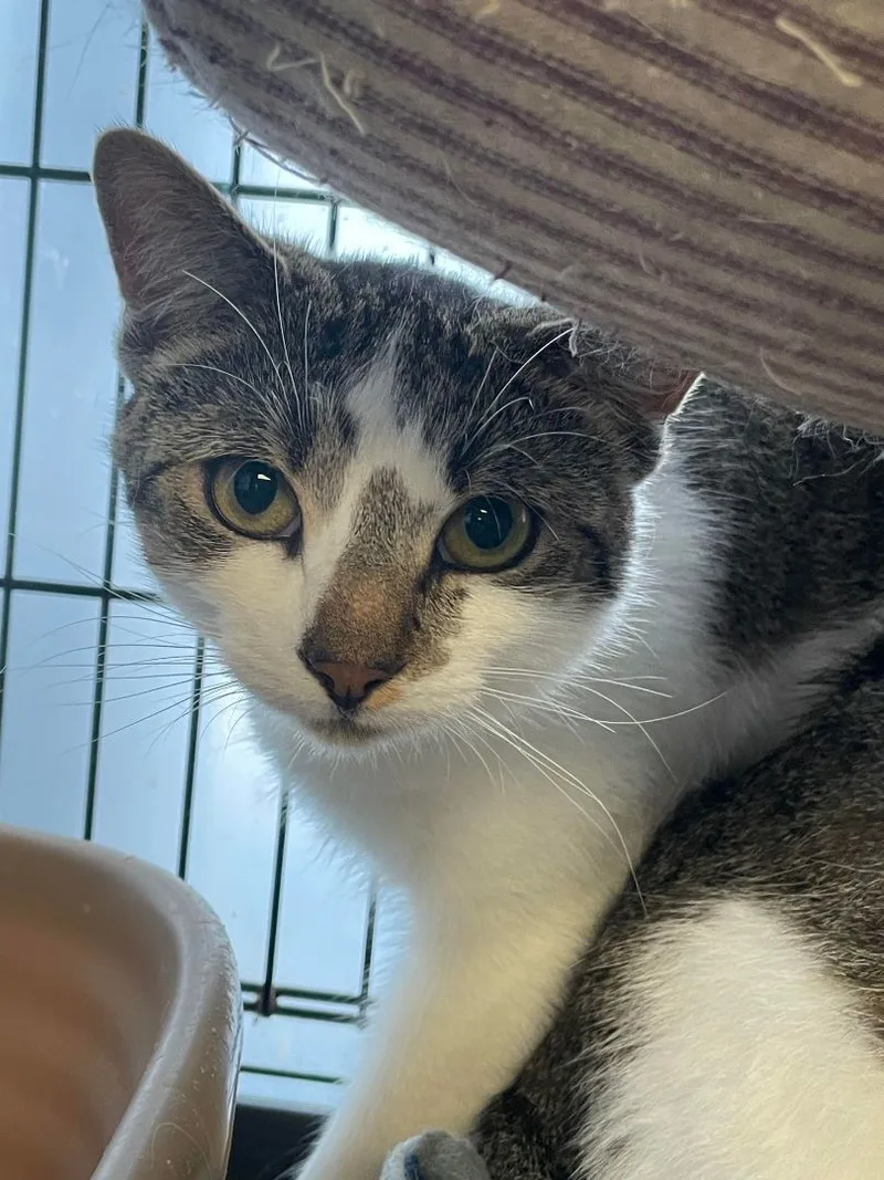 Dragon & Drexel Bonded thumbnail 3