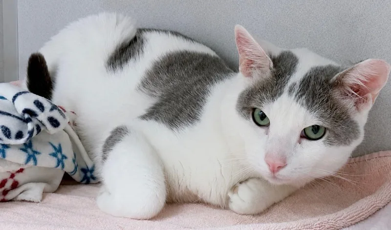 Tom Cat thumbnail 3