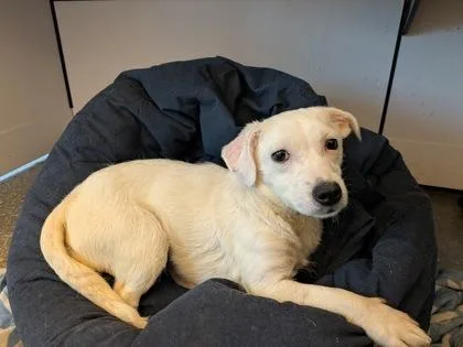 An adult medium-sized female Mixed Breed dog named Baylee for adoption in New Orleans, LA