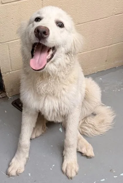 An adult medium-sized male Great Pyrenees dog named Blizzard for adoption in Harlingen, TX