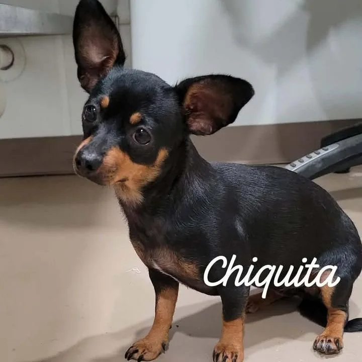 A young small-sized female Black Chihuahua dog named Chiquita for adoption in Buchanan Dam, TX