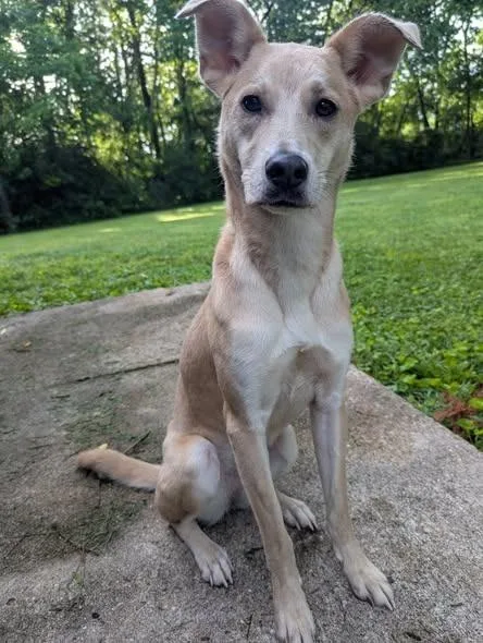 A young medium-sized female Hound dog named Nelly for adoption in Bloomington, IN