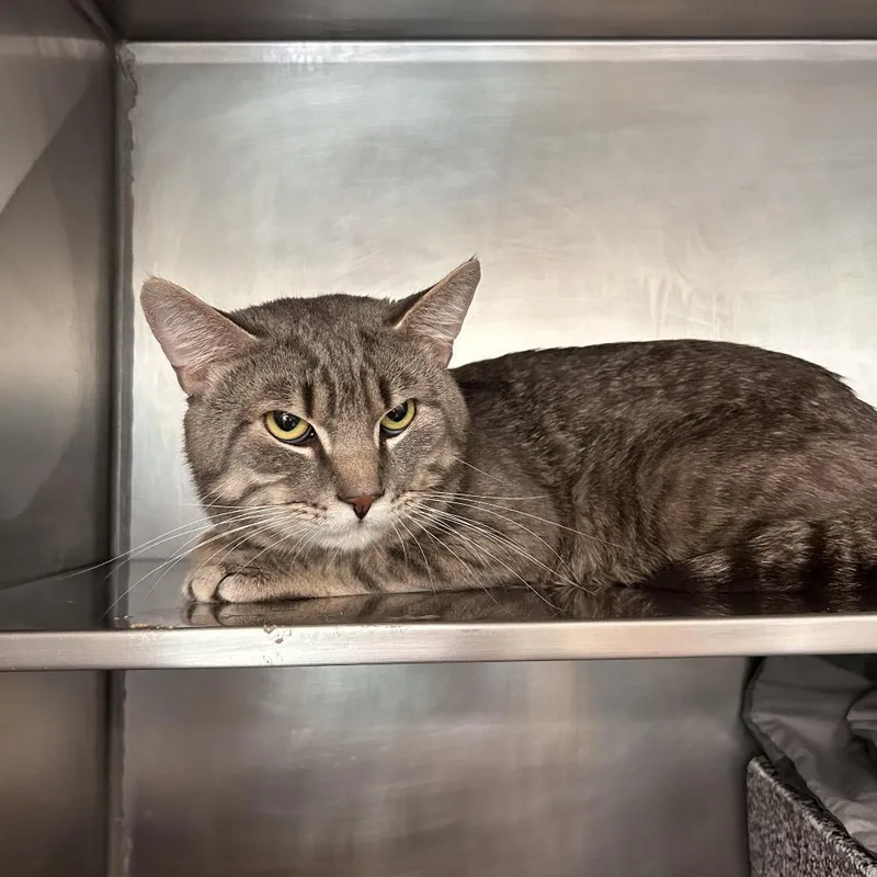 An adult medium-sized male Gray / Blue / Silver Domestic Short Hair cat named Bubbles for adoption in Birdsboro, PA