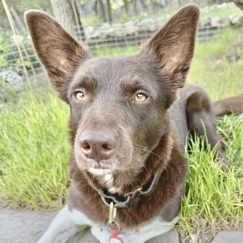 A young medium-sized female Brown / Chocolate Border Collie dog named Brownie for adoption in Austin, TX