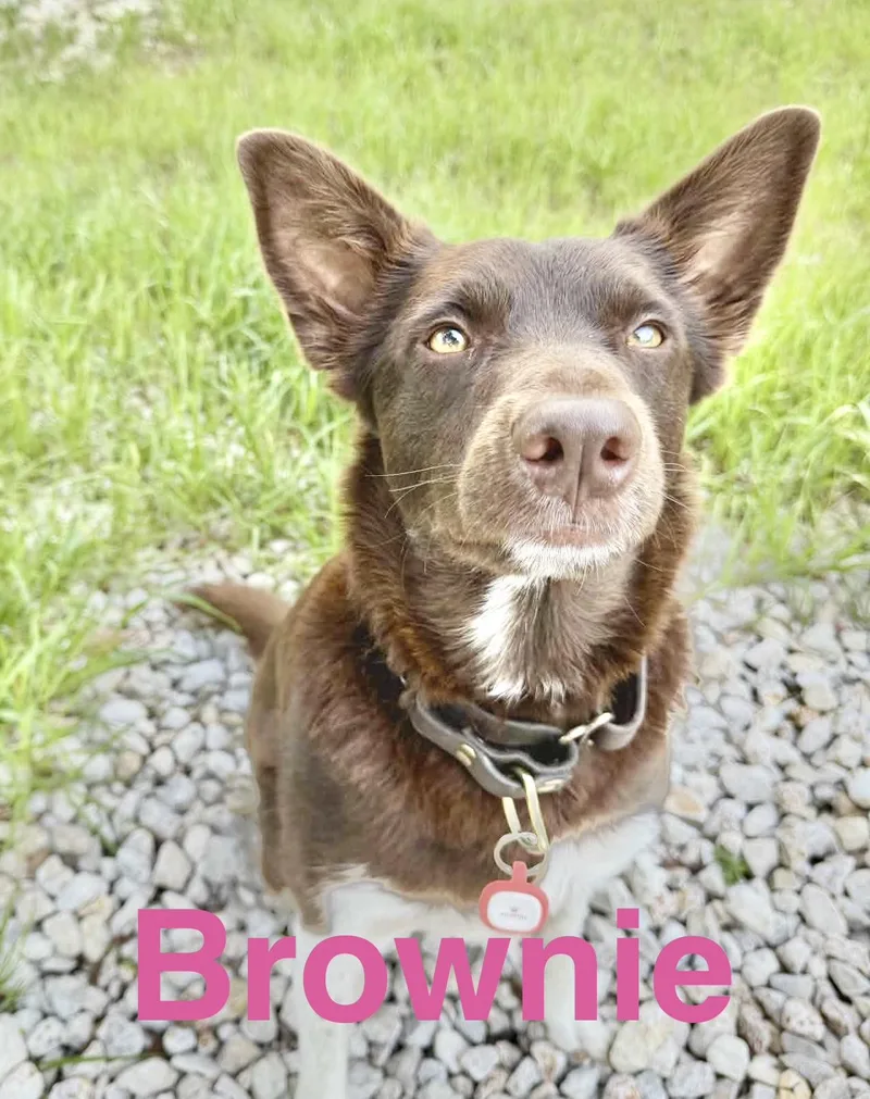 Brownie thumbnail 4