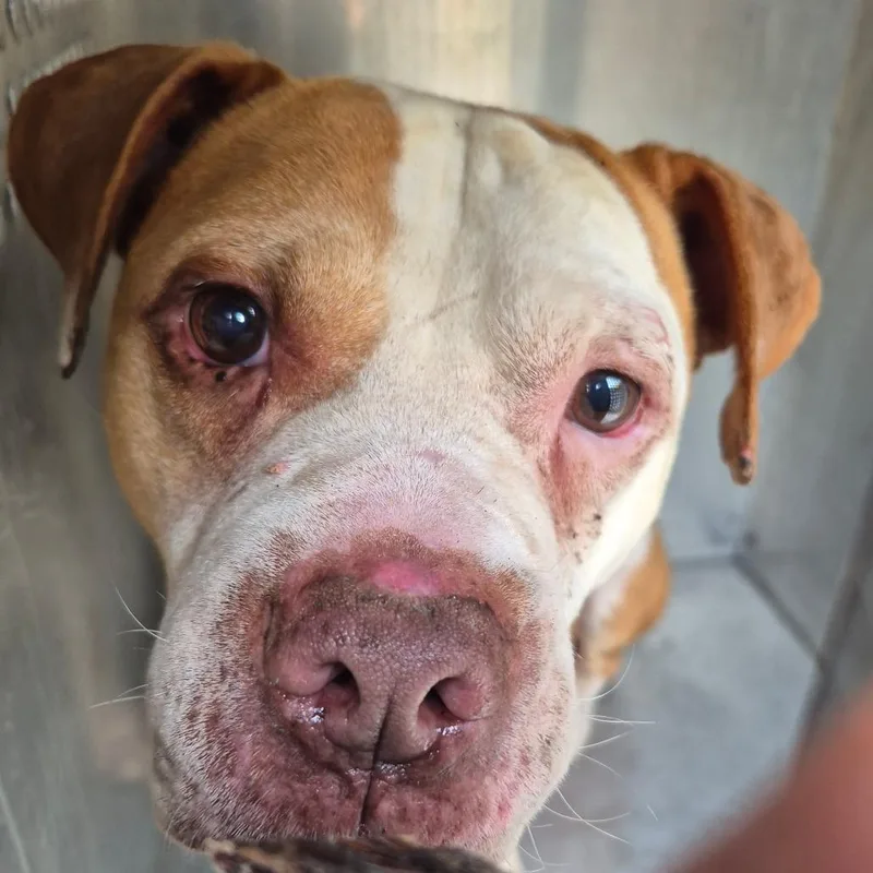 An adult large-sized male White / Cream Mixed Breed dog named Enforcementholdsteammillroad"larry" for adoption in Columbus, GA