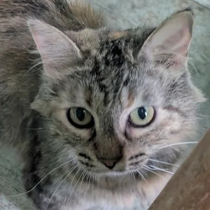 An adult medium-sized female Tabby (Brown / Chocolate) Domestic Medium Hair cat named Martha Washington for adoption in Rochester, MN