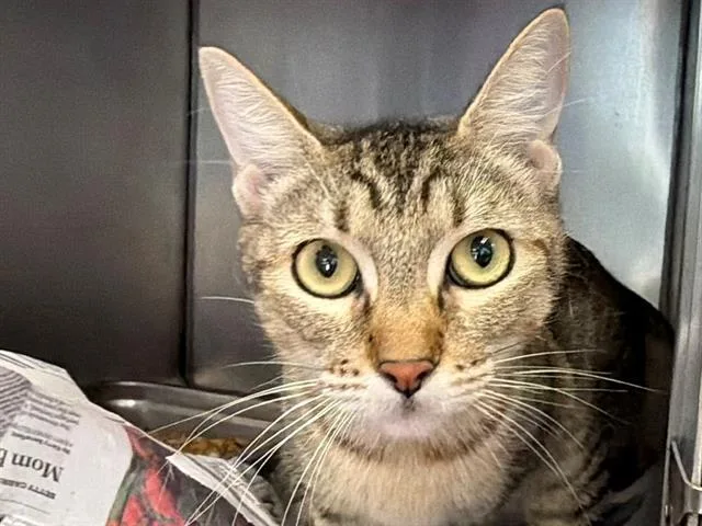 A young small-sized female Domestic Short Hair cat named Pebbles for adoption in Santa Rosa, CA