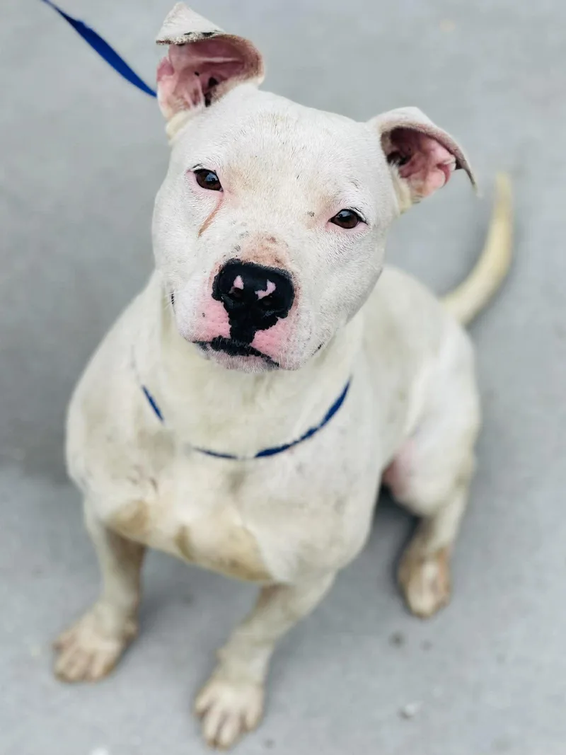 An adult medium-sized male White / Cream Pit Bull Terrier dog named Ac "nacho" for adoption in Conyers, GA