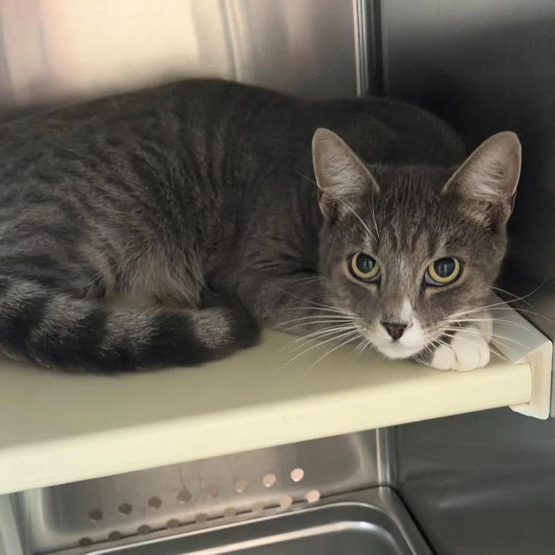 A young medium-sized male Brown / Chocolate Domestic Short Hair cat named Chip for adoption in Denver, CO