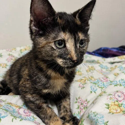 A baby small-sized female Tortoiseshell cat named Twilight Sparkle for adoption in Edmond, OK