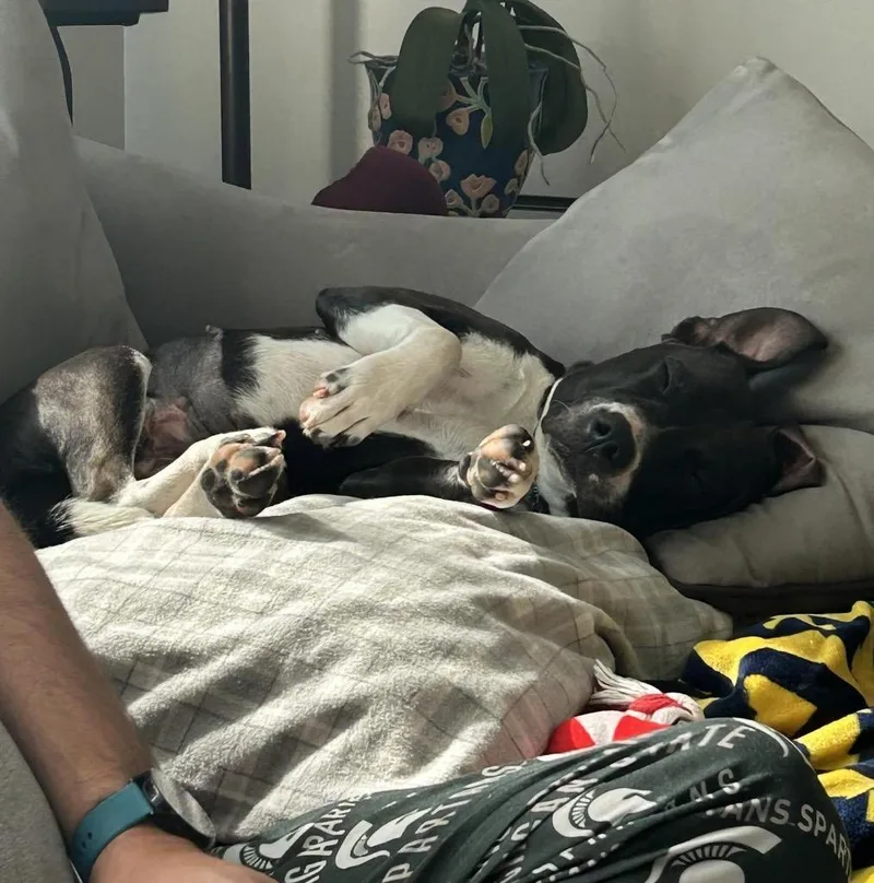 Pickles McGee thumbnail 6